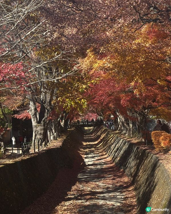 東京河口湖 - 🍁楓葉迴廊