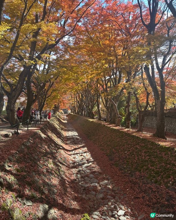 東京河口湖 - 🍁楓葉迴廊