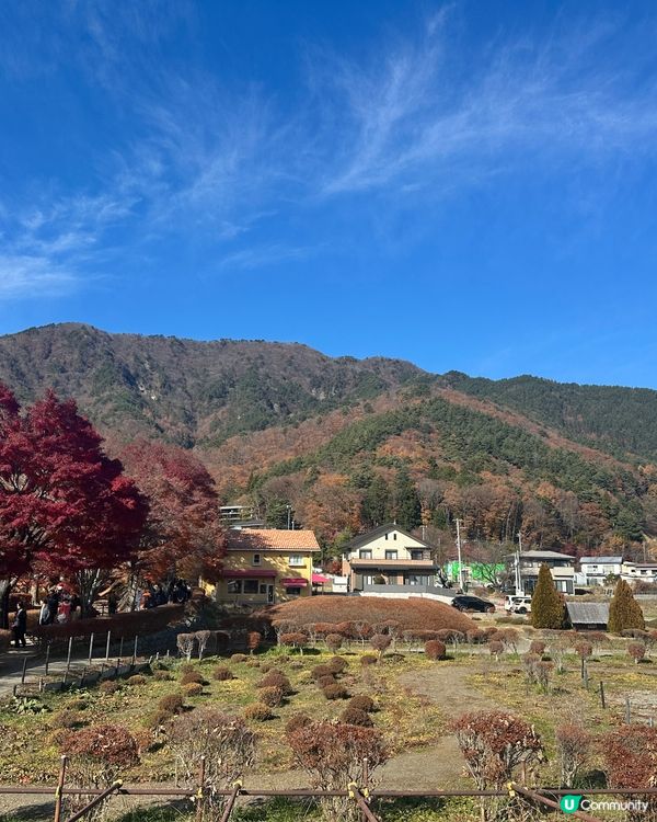 東京河口湖 - 🍁楓葉迴廊