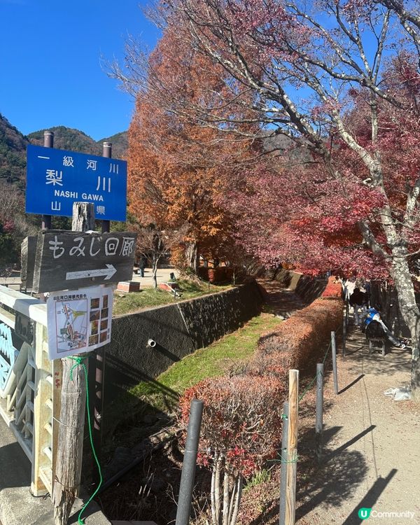 東京河口湖 - 🍁楓葉迴廊