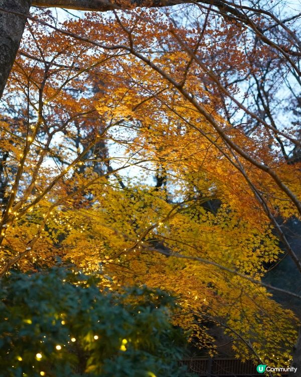 箱根小涌園天悠🍂🍁✨