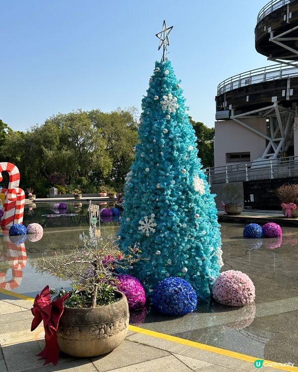 聖誕豪華鹿車🔮+Tiffany Blue聖誕樹🩵