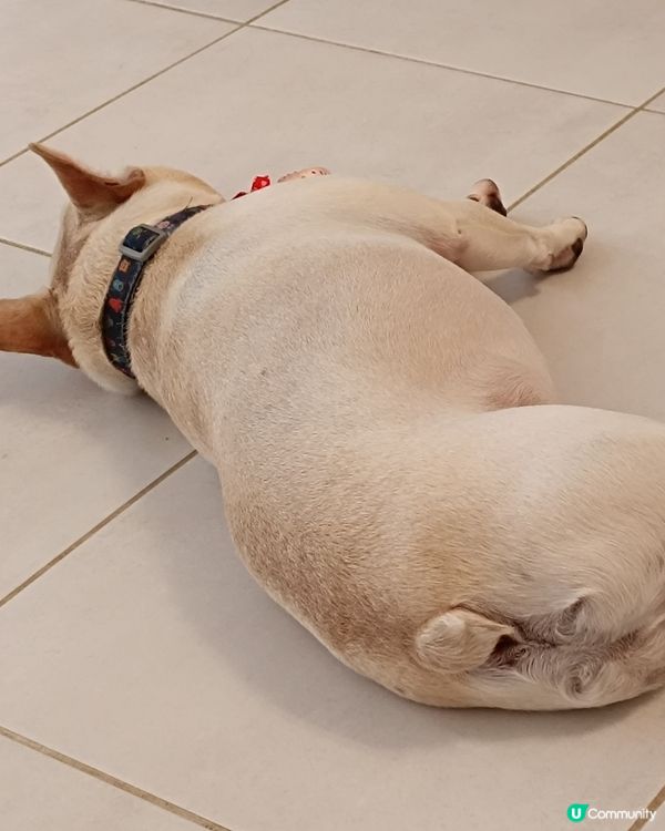 ［44度熱辣辣的西澳］🔥🔥🔥 