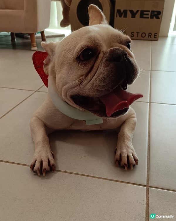 ［44度熱辣辣的西澳］🔥🔥🔥 