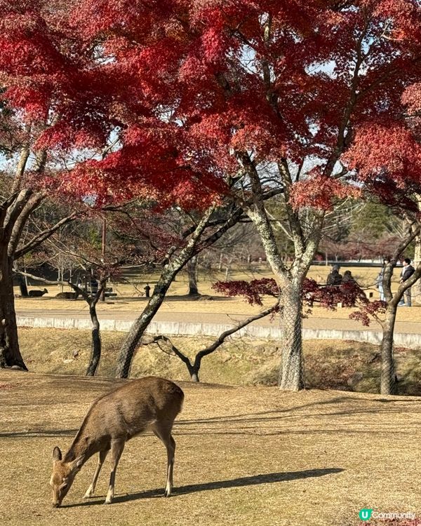 2024冬大阪奈良之旅