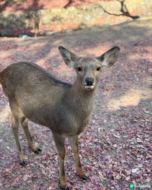 2024冬大阪奈良之旅
