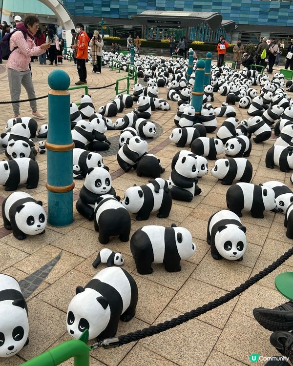 真假熊貓打卡熱點