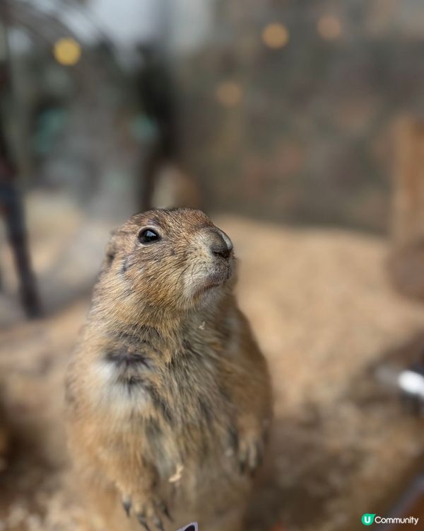 珠海海泉灣帆酒店打卡之旅 📸