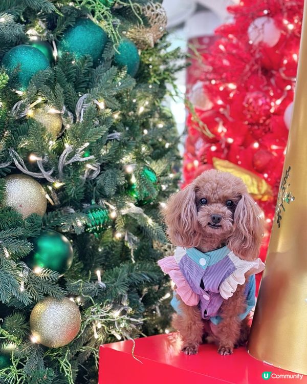 𝓒𝓱𝓻𝓲𝓼𝓽𝓶𝓪𝓼 𝓲𝓼 𝓬𝓸𝓶𝓲𝓷𝓰❤️