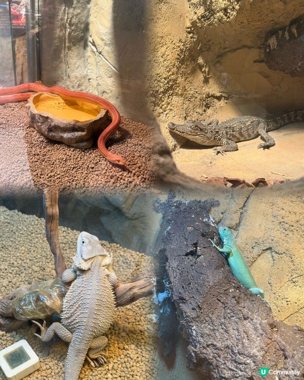 聖誕深圳玩樂攻略🎄🎁