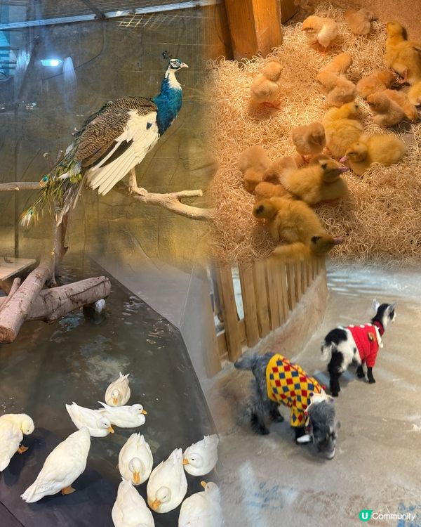 聖誕深圳玩樂攻略🎄🎁