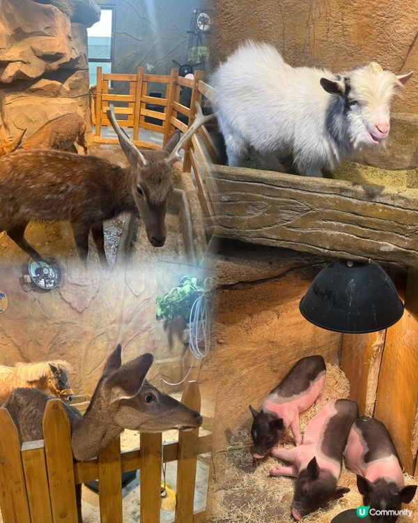 聖誕深圳玩樂攻略🎄🎁