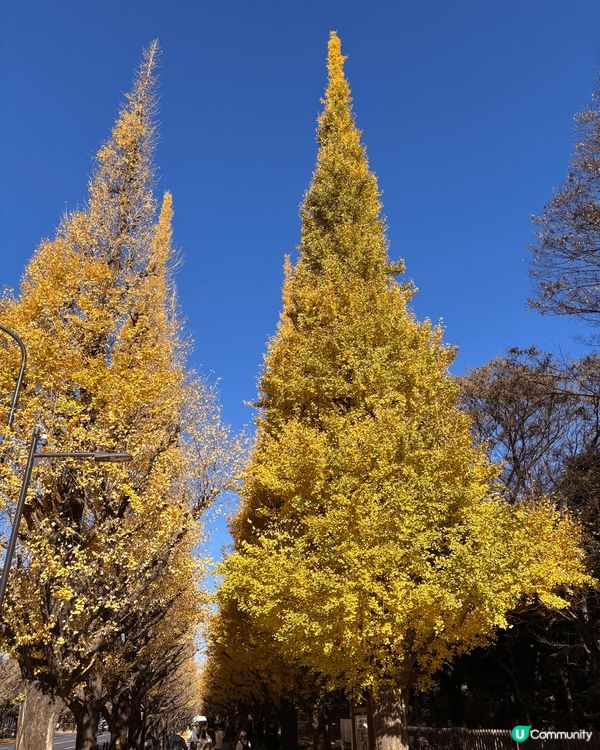 日本東京代代木公園，雖然紅葉已經開始落下，但影相打卡一流，風...