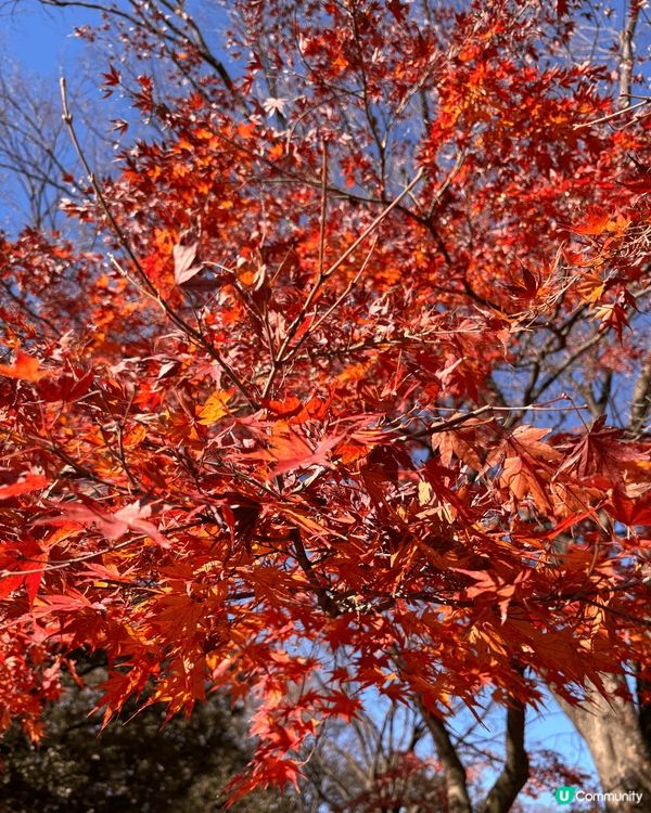日本東京代代木公園，雖然紅葉已經開始落下，但影相打卡一流，風...