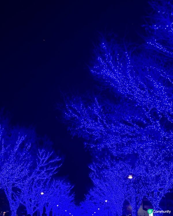 日本東京代代木公園，雖然紅葉已經開始落下，但影相打卡一流，風...