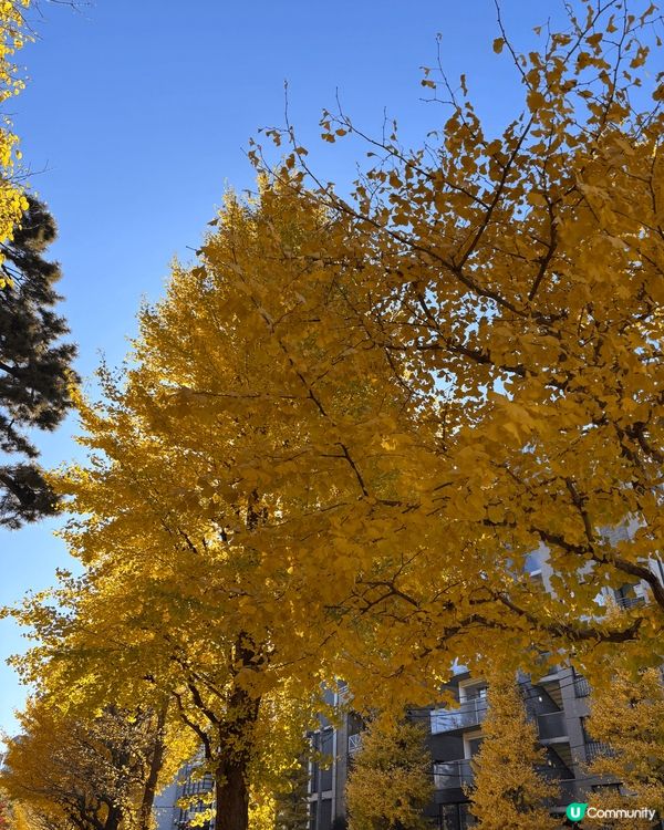 日本東京代代木公園，雖然紅葉已經開始落下，但影相打卡一流，風...