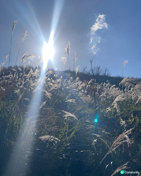 好多人都鍾意秋冬嘅時候去影芒草，最為人熟悉嘅就係大嶼山嘅大東...