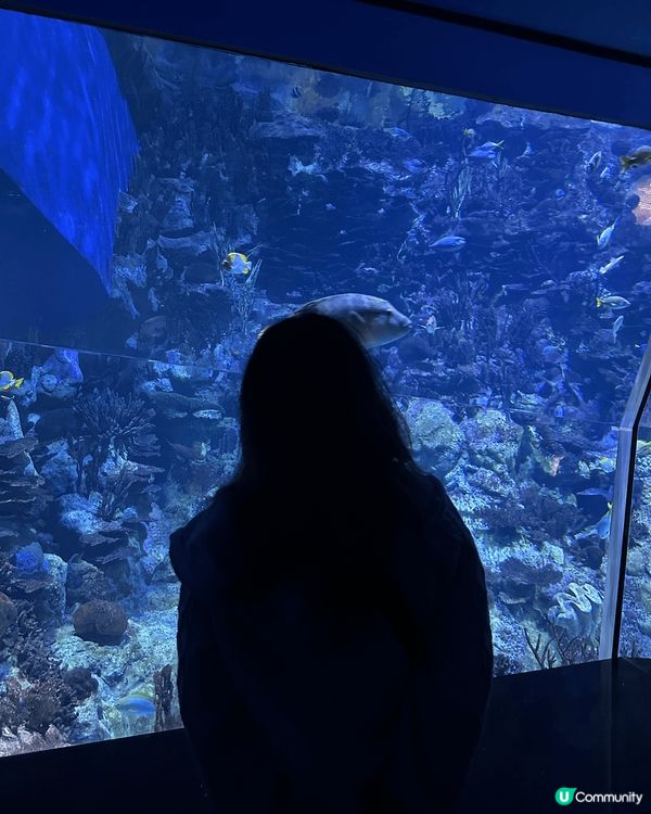 聖誕好去處，記得去同熊貓過一個熱辣辣嘅聖誕節