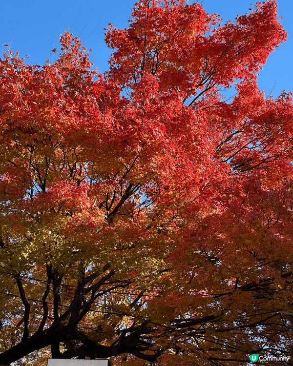 色彩頭髮都可以好順滑同光澤感，只要用對產品同工具，咁就可以隨...
