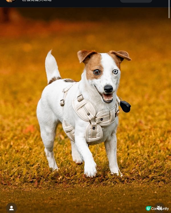 粉嶺高爾夫球場 一大片草地