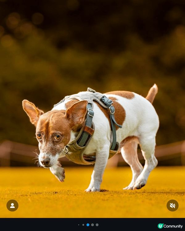 粉嶺高爾夫球場 一大片草地