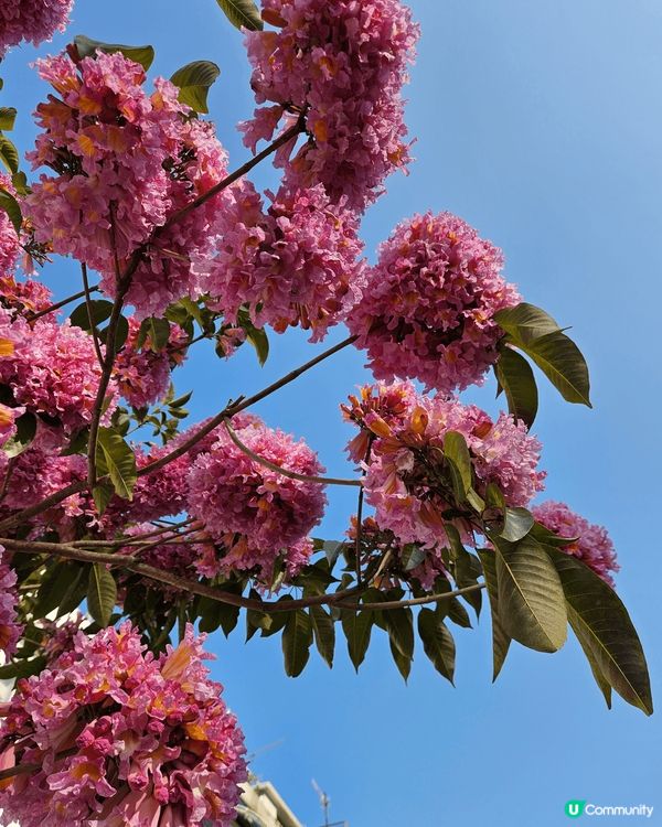 天氣晴朗靜音 秋季大旅行 去到 長洲一日遊有兩日花靚嘅景靚嘅...