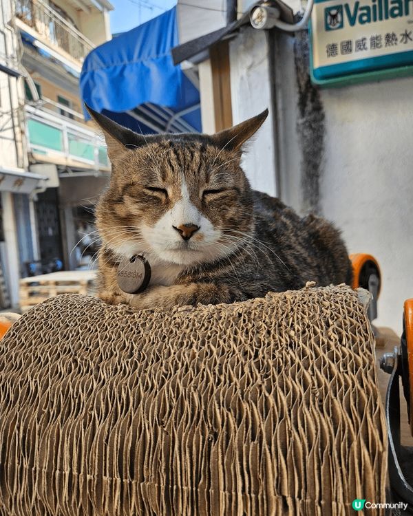 天氣晴朗靜音 秋季大旅行 去到 長洲一日遊有兩日花靚嘅景靚嘅...
