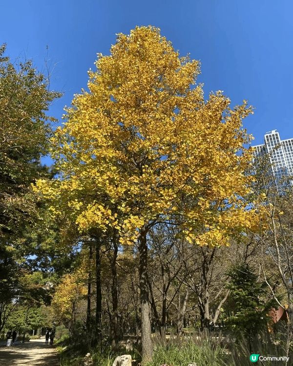 去韓國，天氣好， 藍天白雲， 看到銀杏，穿韓服，化韓妝， 渡...