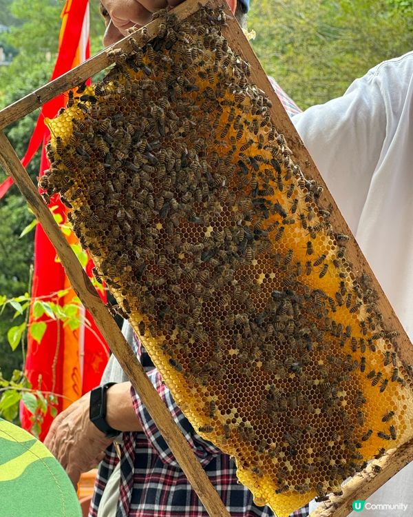 本地蜂蜜 香港製造