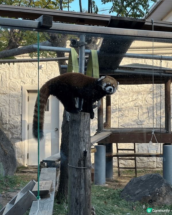今次介紹嘅地方係大阪市天王寺動物園！一般嘅動物園都係郊野，好...