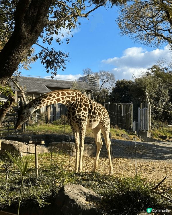 今次介紹嘅地方係大阪市天王寺動物園！一般嘅動物園都係郊野，好...