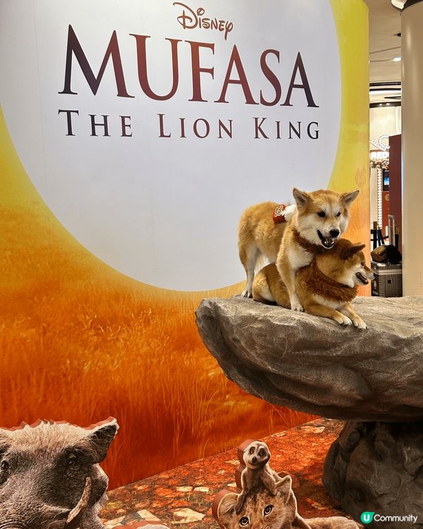 The lion King: 木法沙