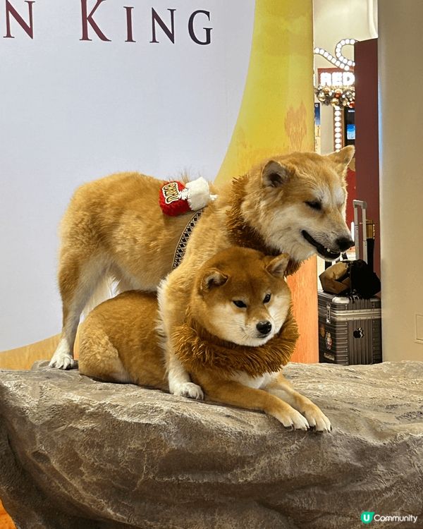 The lion King: 木法沙