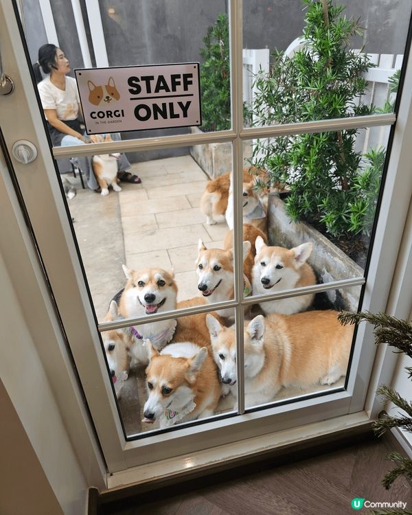 呢個係一間泰國哥?狗狗主題cafe，好多好可愛狗狗之餘?st...