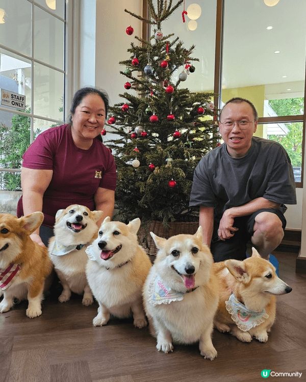 呢個係一間泰國哥?狗狗主題cafe，好多好可愛狗狗之餘?st...