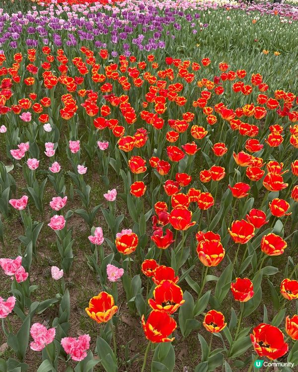 日本國營常陸海濱公園，日本三大最靚花展，花朵地方大，影相一流...