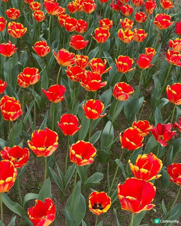 日本國營常陸海濱公園，日本三大最靚花展，花朵地方大，影相一流...