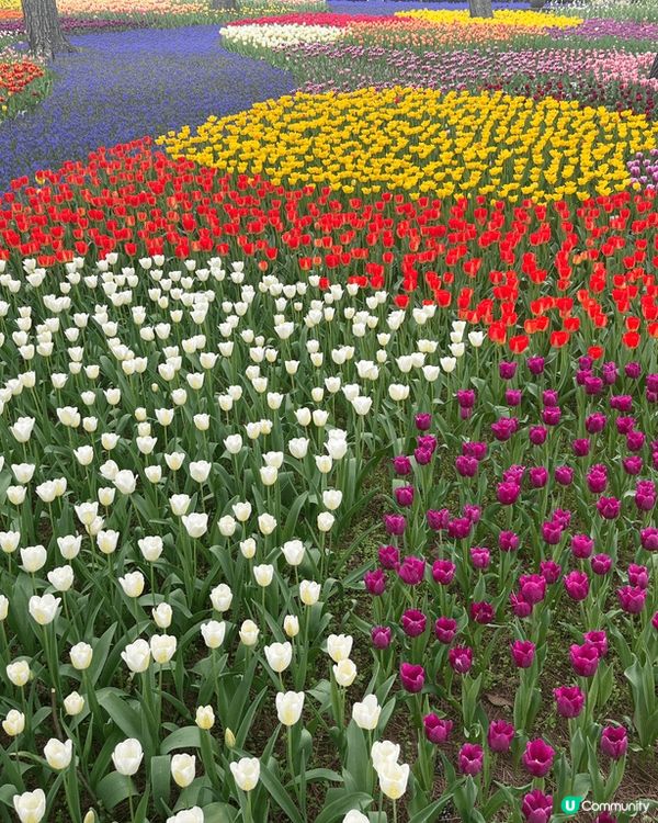 日本國營常陸海濱公園，日本三大最靚花展，花朵地方大，影相一流...