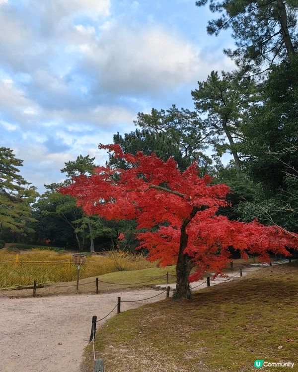 日本高松 呢個係 栗林公園， 個公園好大好靚有各色各樣? 樹...