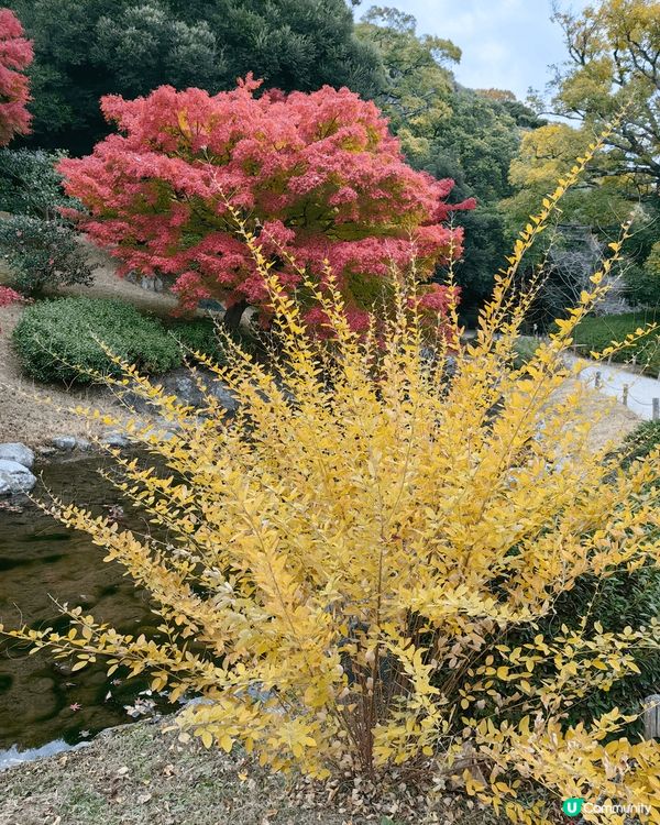 日本高松 呢個係 栗林公園， 個公園好大好靚有各色各樣? 樹...