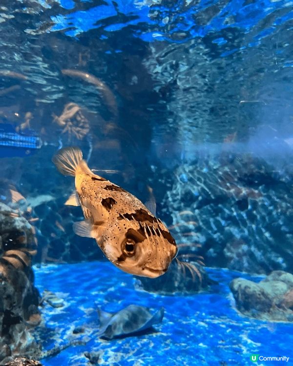 海洋公園呢隻雞泡魚好hit,佢識笑?。屯門市廣場有高達打卡影...