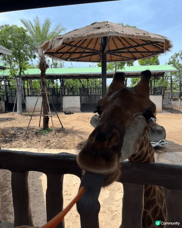 泰國曼谷除了有動物園、遊船之外仲有鄭王廟都好值得一去！