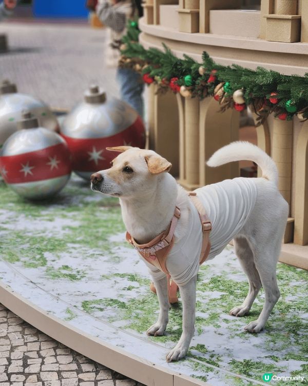 喜歡寵物友善的愉景灣，建議早上出發，先在碼頭大聖誕樹打卡，然...