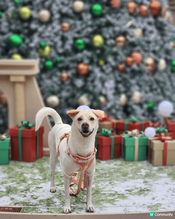 喜歡寵物友善的愉景灣，建議早上出發，先在碼頭大聖誕樹打卡，然...