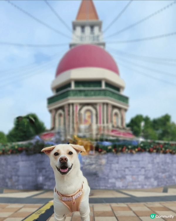 喜歡寵物友善的愉景灣，建議早上出發，先在碼頭大聖誕樹打卡，然...