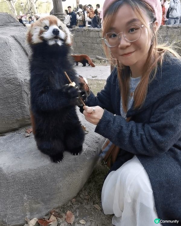 上海野生動物園好值得去，雖然都算貴，但係可以超近距離接觸好多...