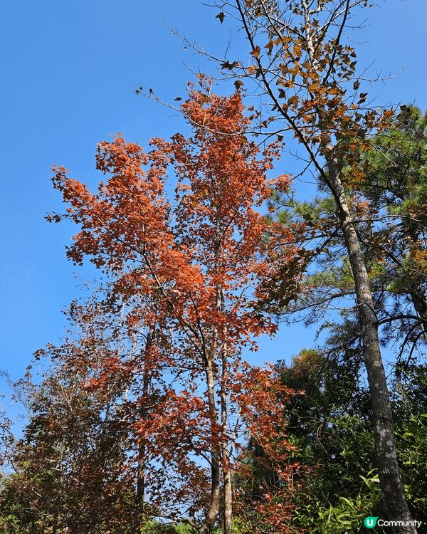 大棠楓香林，最能代表香港，可以影到好靚?紅葉好去處
