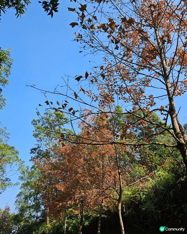 大棠楓香林，最能代表香港，可以影到好靚?紅葉好去處
