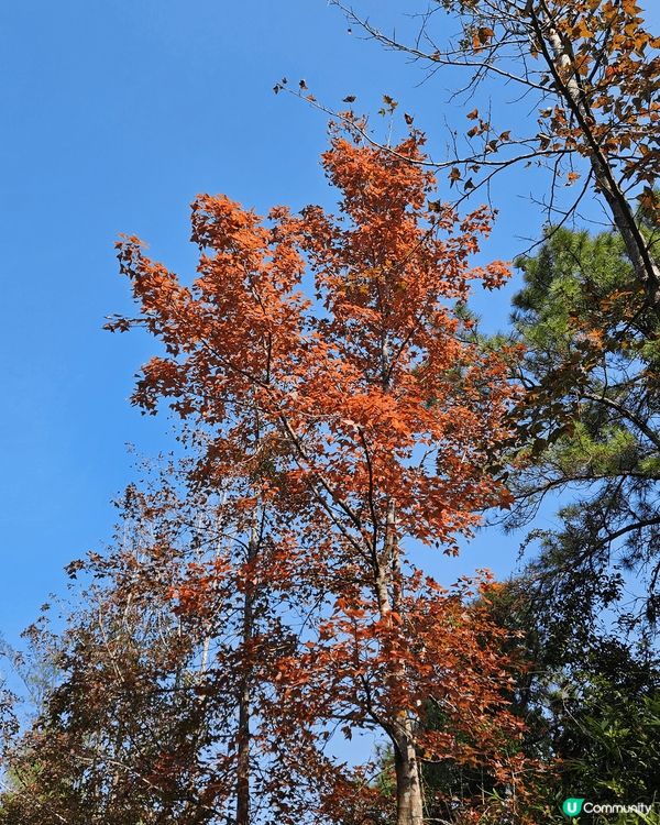大棠楓香林，最能代表香港，可以影到好靚?紅葉好去處

