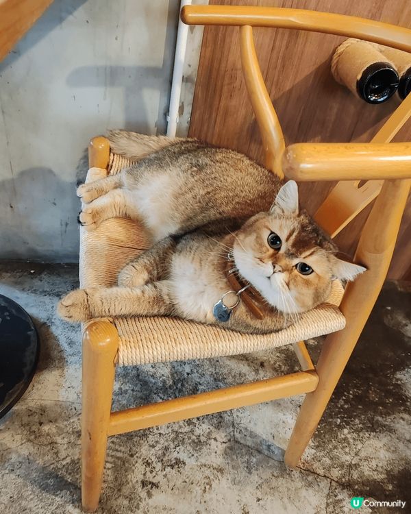 旺角貓Cafe的貓好靚好乖，可以吃美味的西餐又可以跟多個品種...